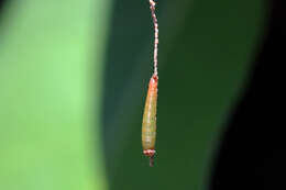 Image of Leafwings