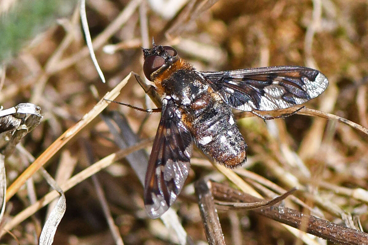 Image of Exoprosopa capucina (Fabricius 1781)