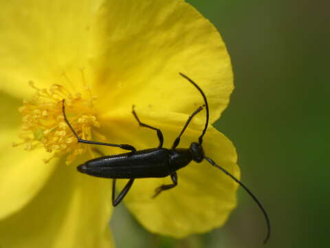 Image of small black longhorn beetle