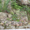 Image of Hylodesmum podocarpum subsp. fallax (Schindl.) H. Ohashi & R. R. Mill