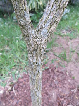 Image of Toad-tree