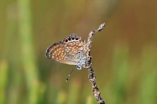 Image of Western pygmy blue