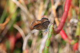 Image of Western pygmy blue