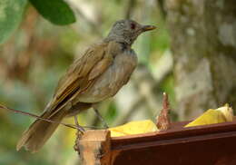 Image of Pale-breasted Thrush