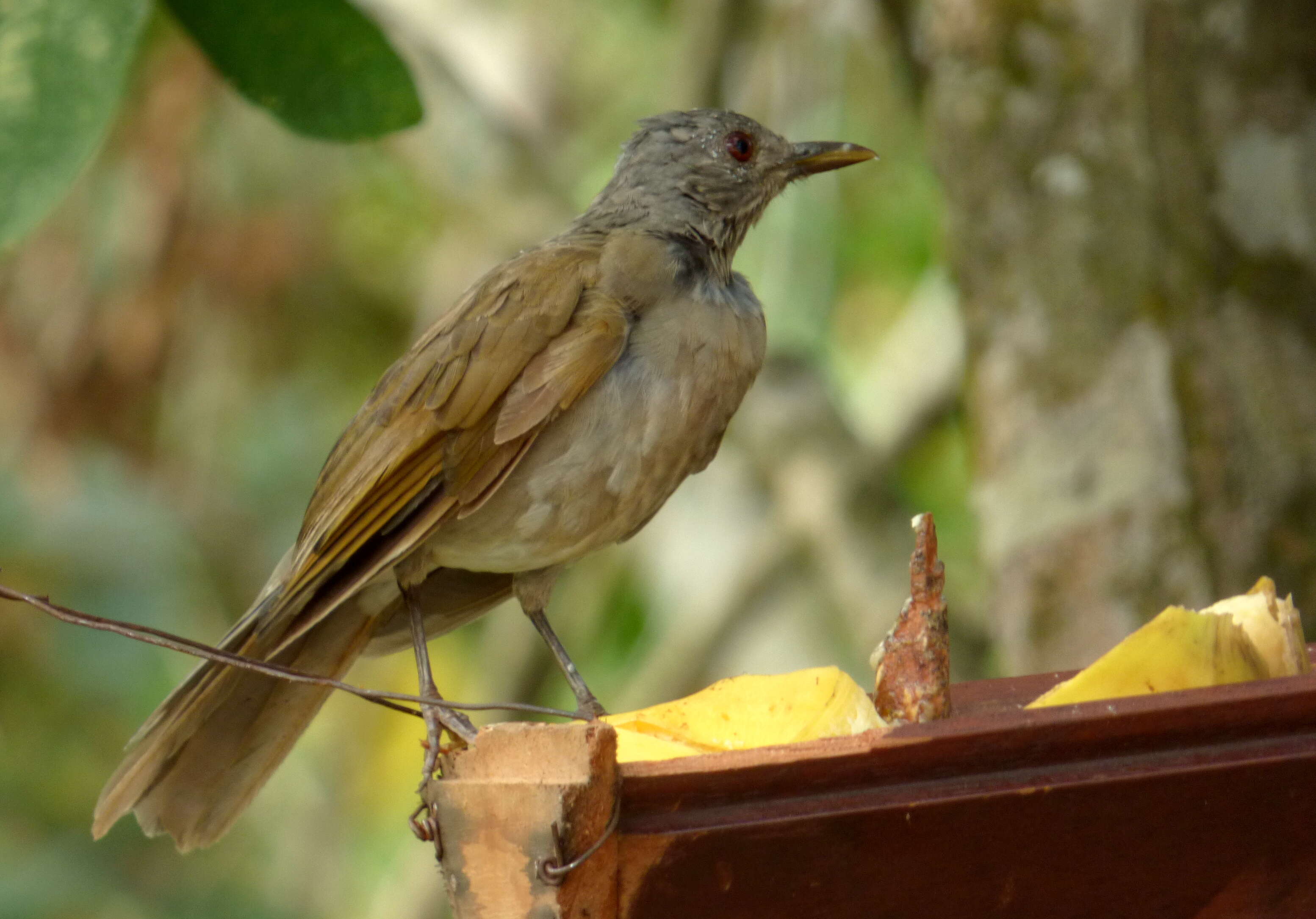 Image of Pale-breasted Thrush