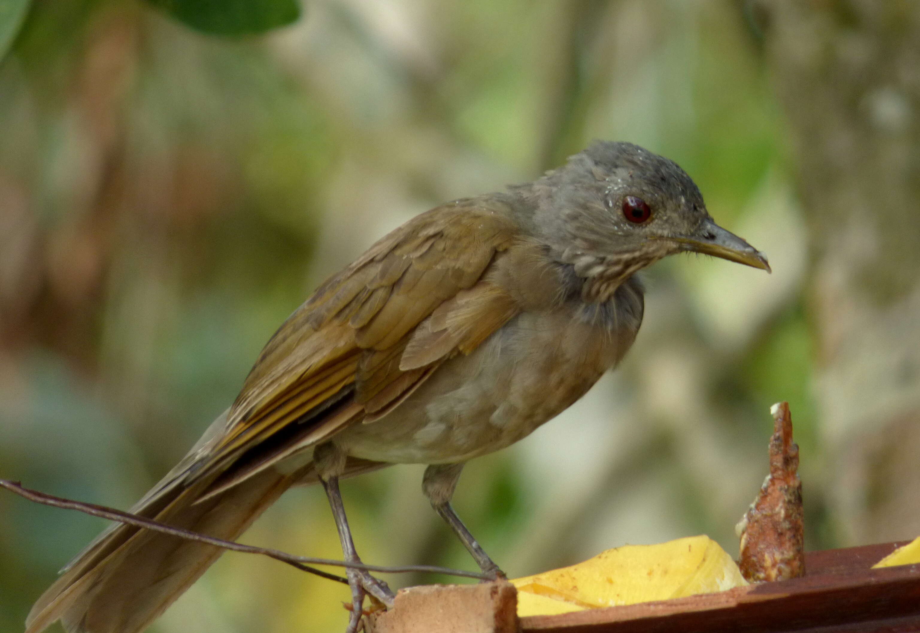 Image of Pale-breasted Thrush