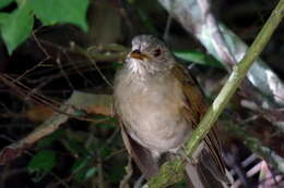 Image of Pale-breasted Thrush