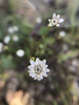 Image of Leucheria tenuis Less.