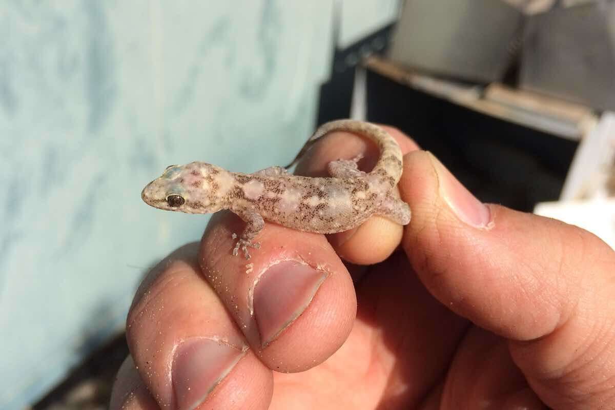 Image of San Lucan  Gecko