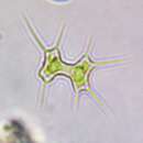 Image of Xanthidium octocorne