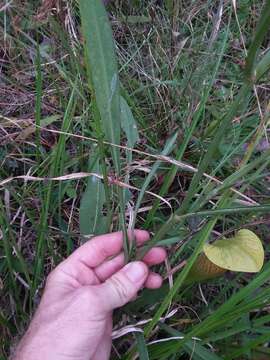 Image of coastal plain tickseed