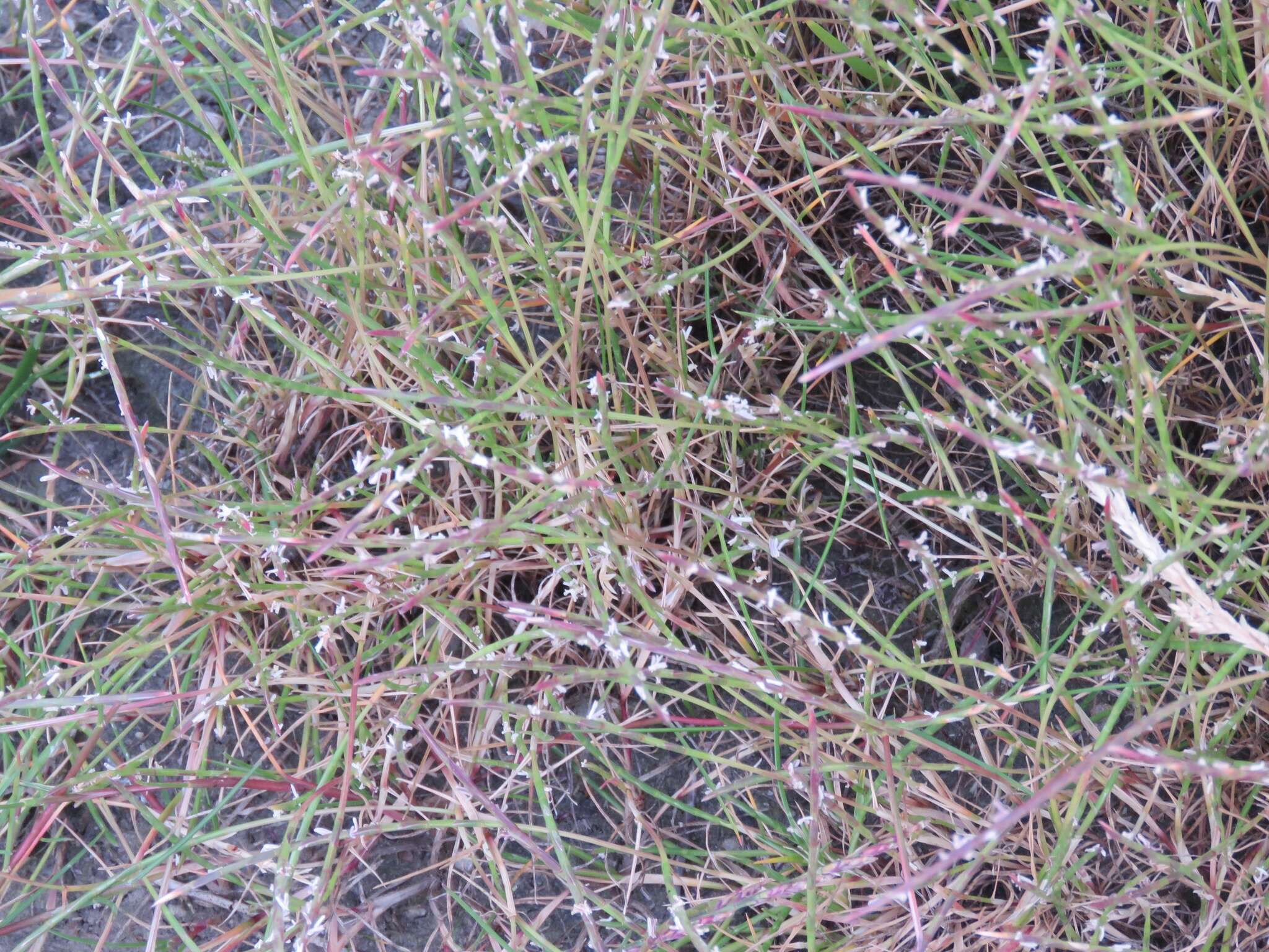 Image of sea hard-grass