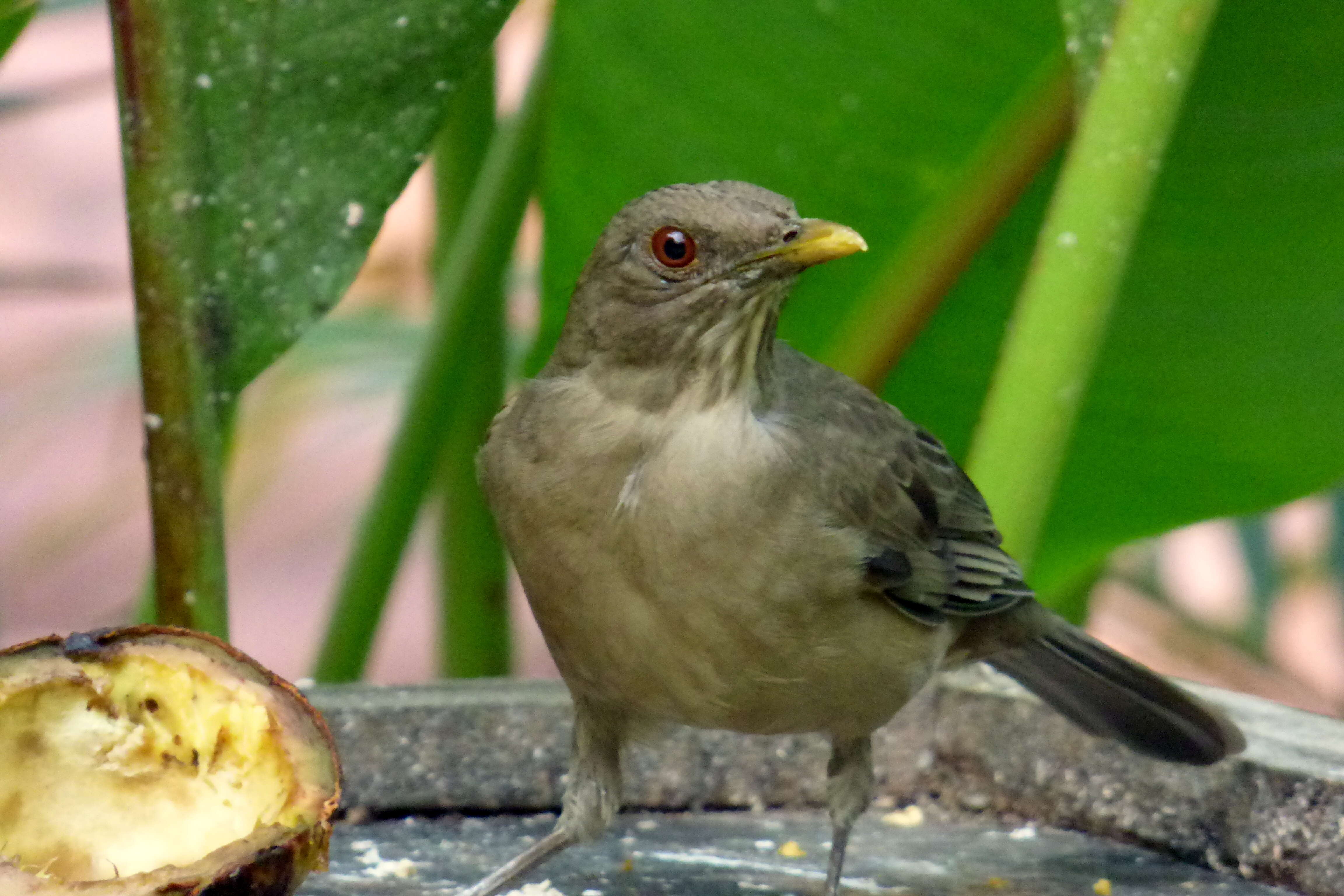 Image of Clay-colored Robin