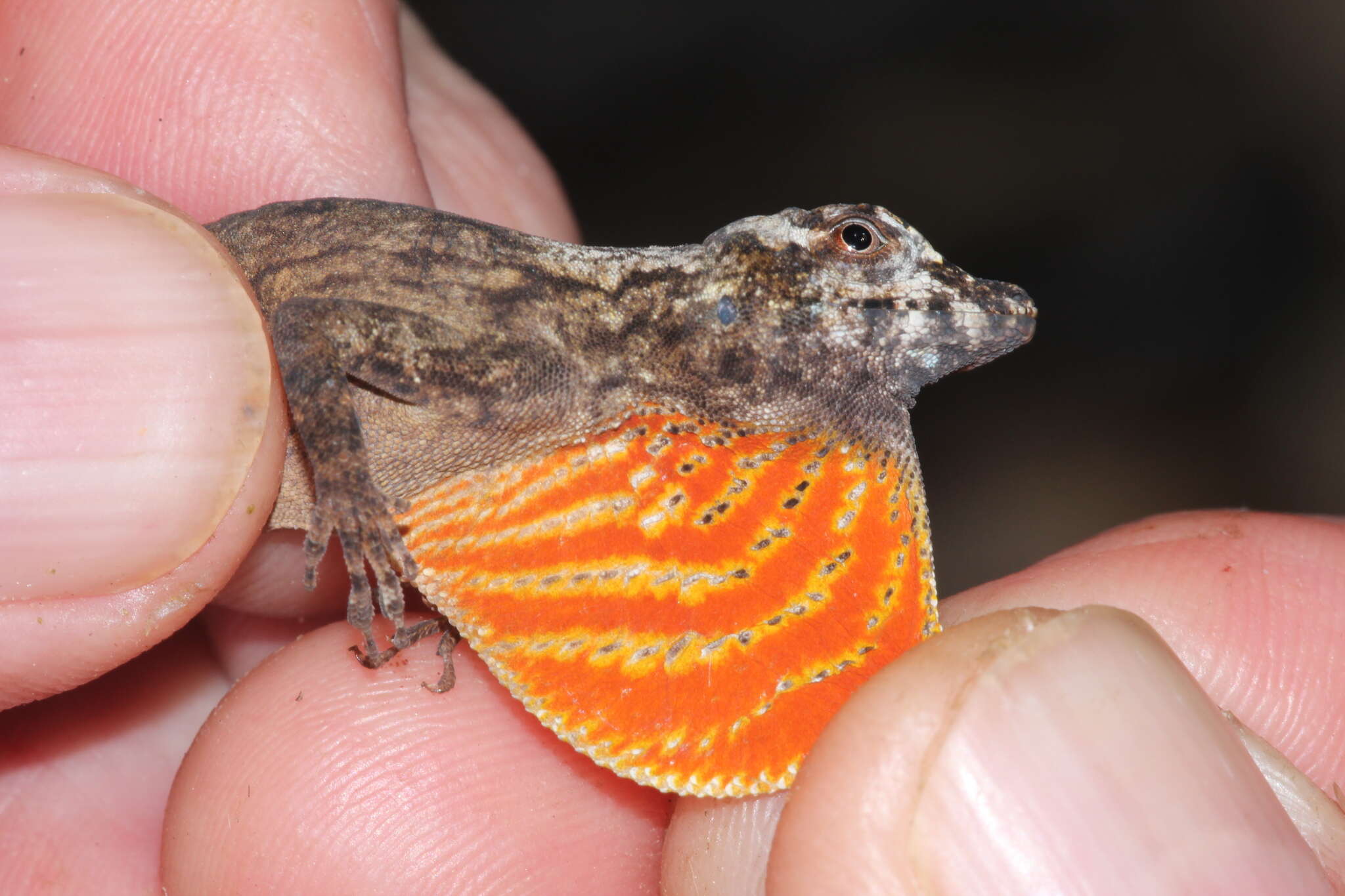 Image of Anolis ortonii Cope 1868