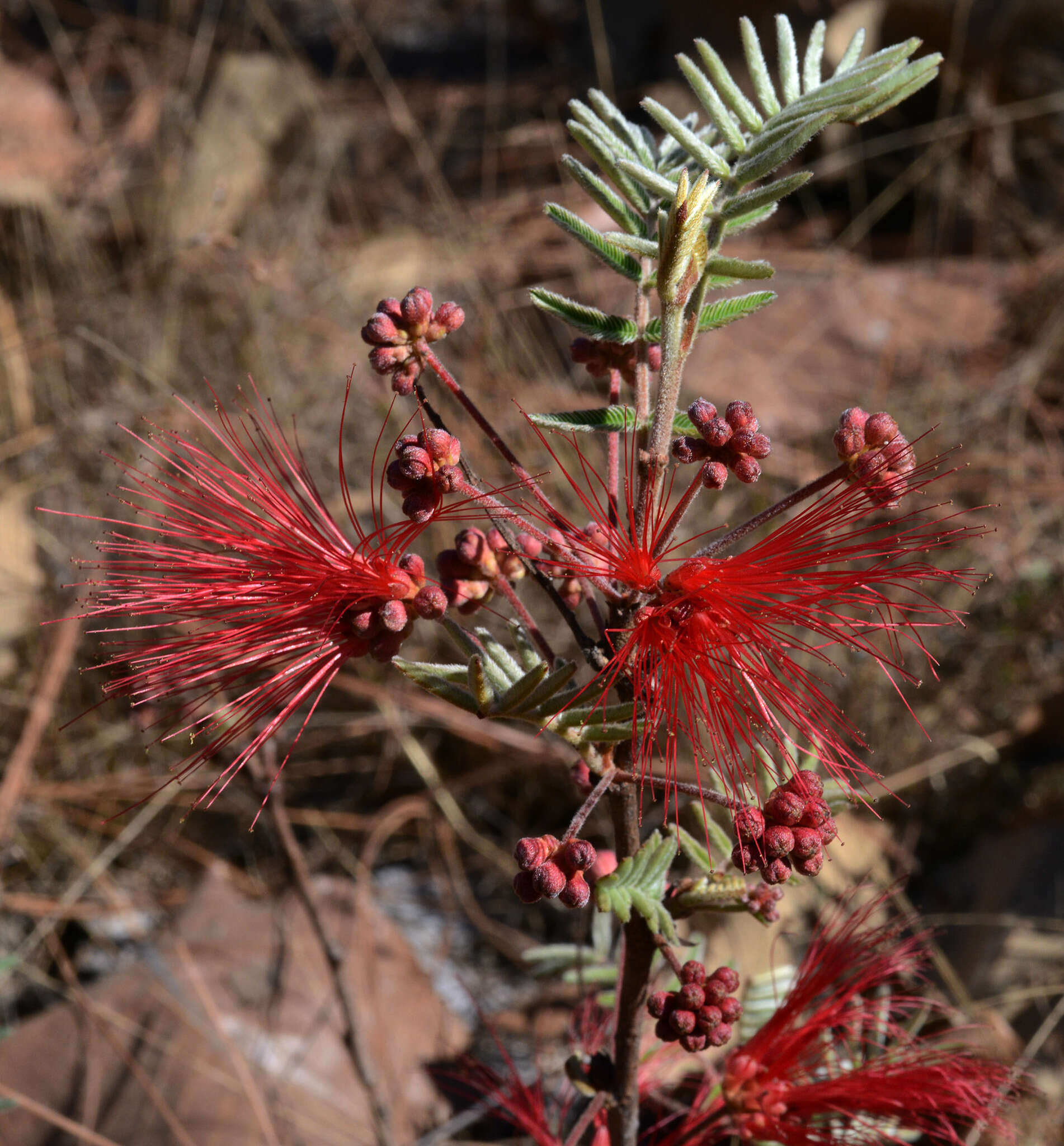 Imagem de Calliandra hirsuta (G. Don) Benth.