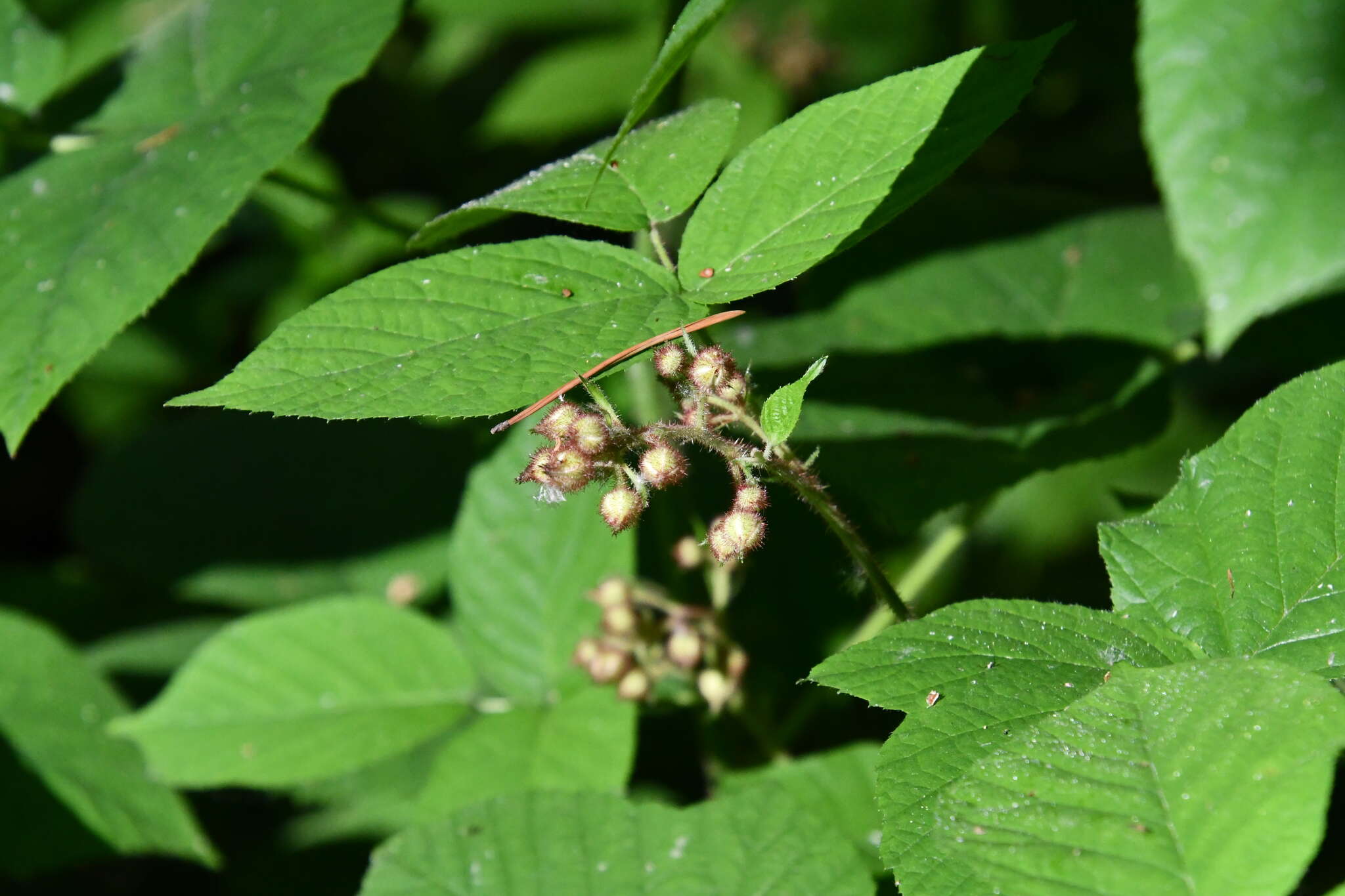 Imagem de Rubus hirtus Waldst. & Kit.