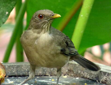 Image of Clay-colored Robin