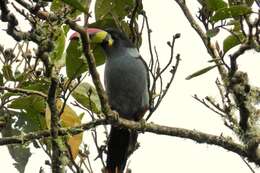 Image de Toucan bleu