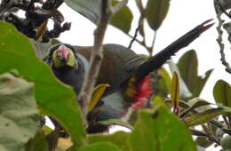 Image de Toucan bleu