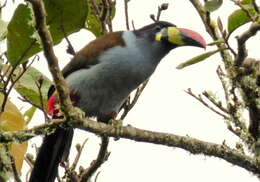 Image de Toucan bleu