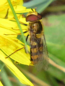 Image of Eupeodes latifasciatus (Macquart 1829)