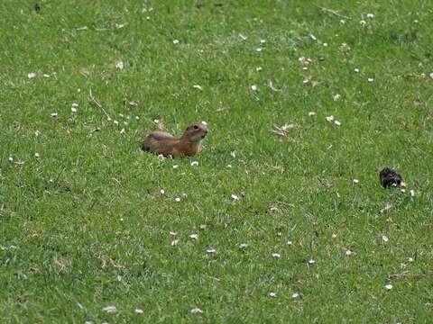 Image of European Ground Squirrel