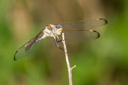 Image of Comanche Skimmer