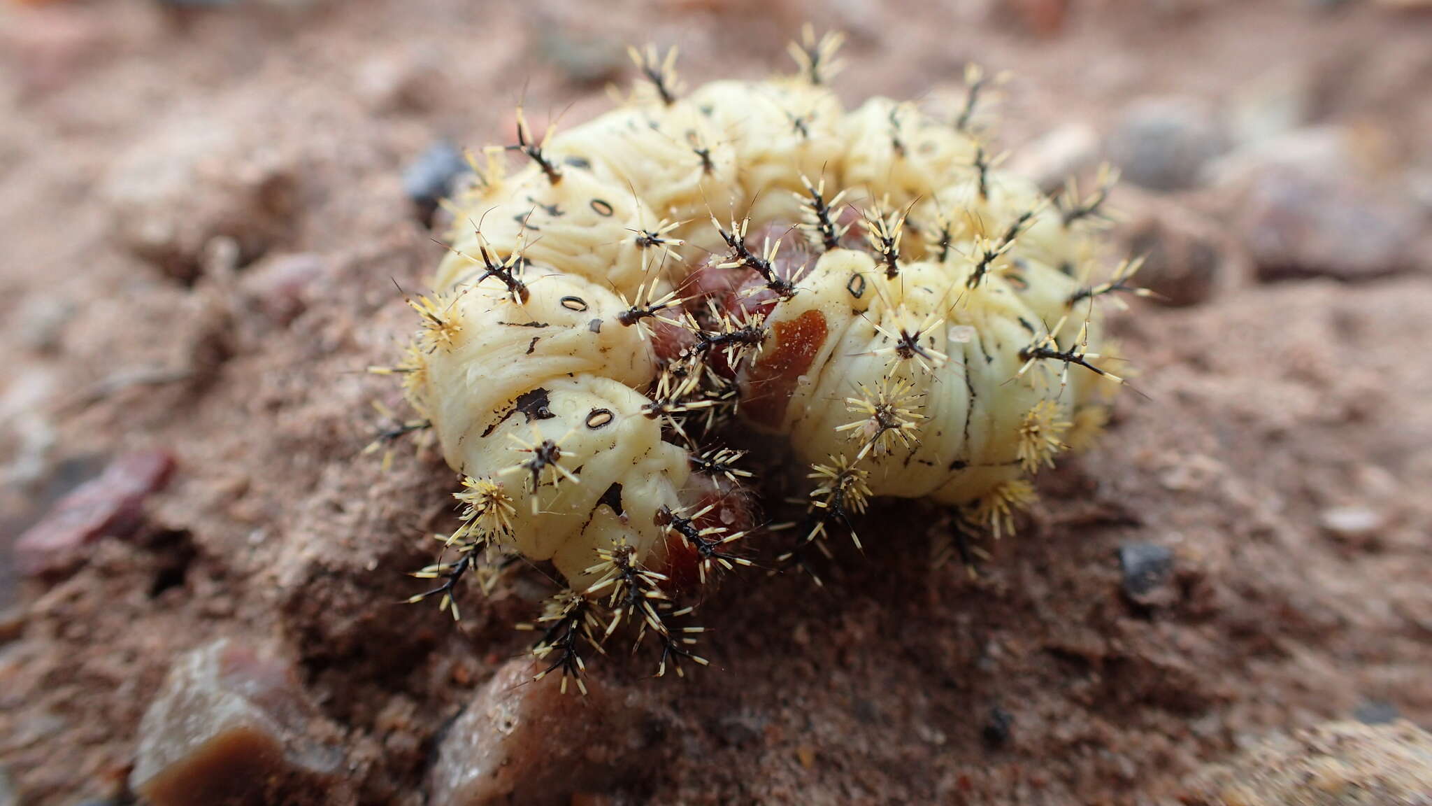 Image of Nevada Buckmoth