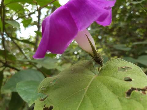 Plancia ëd Ipomoea silvicola House