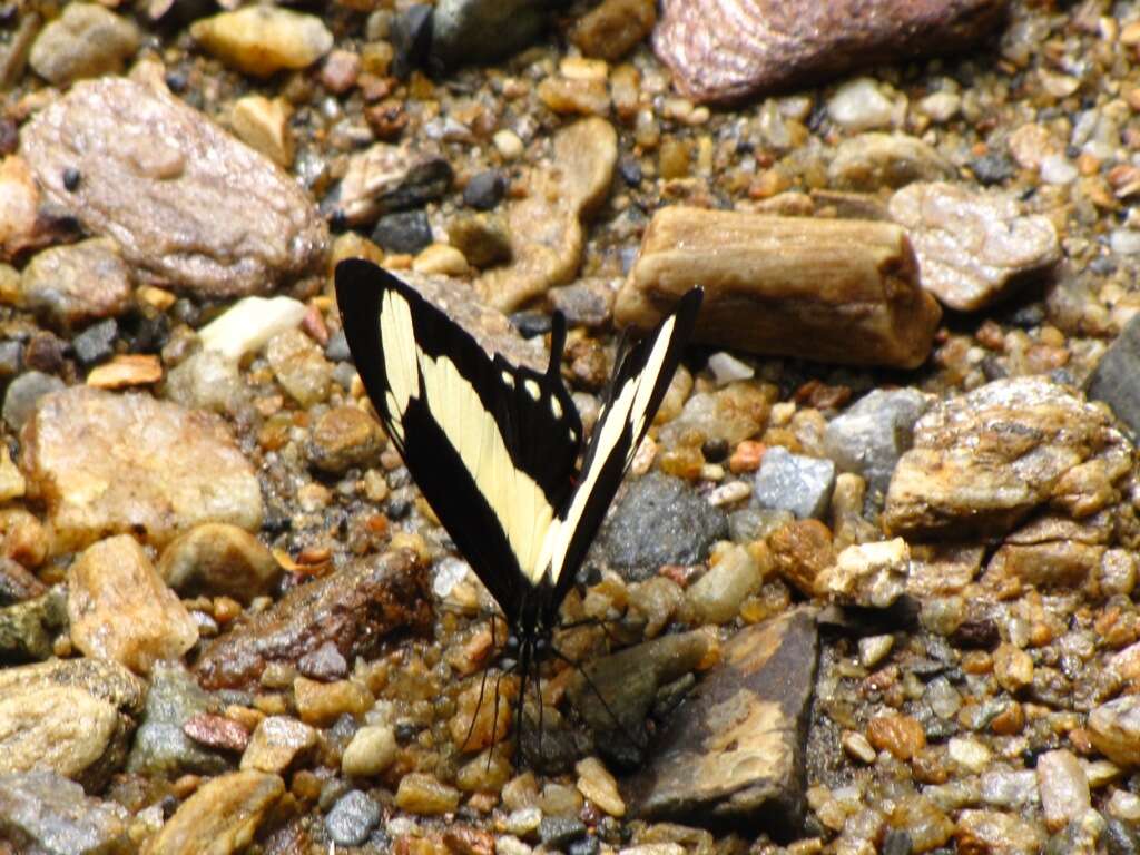 Sivun Papilio thoas Linnaeus 1771 kuva