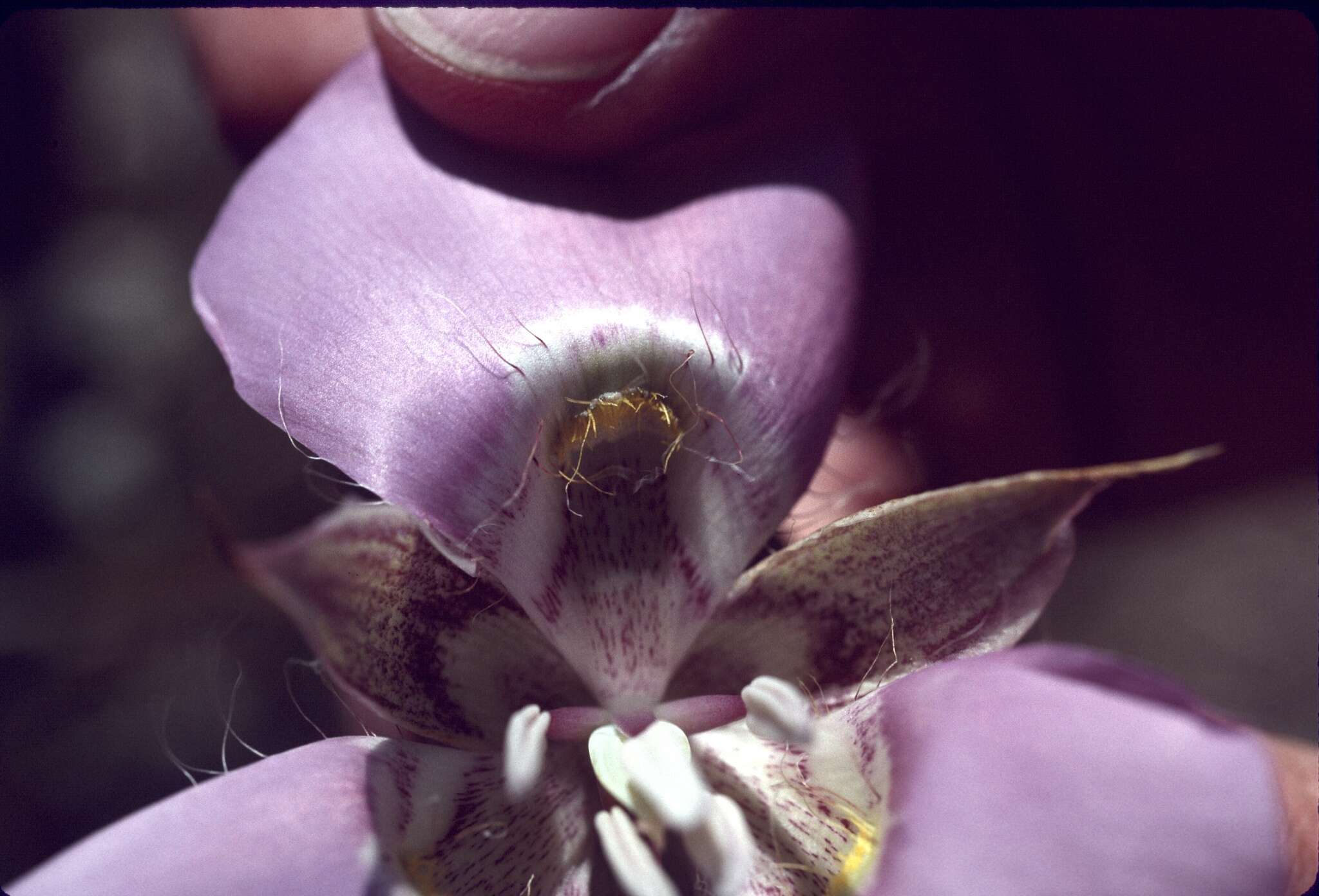 Image of broad-fruit mariposa-lily