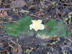 Imagem de Haemanthus deformis Hook. fil.