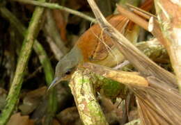 Image of White-bellied Antbird