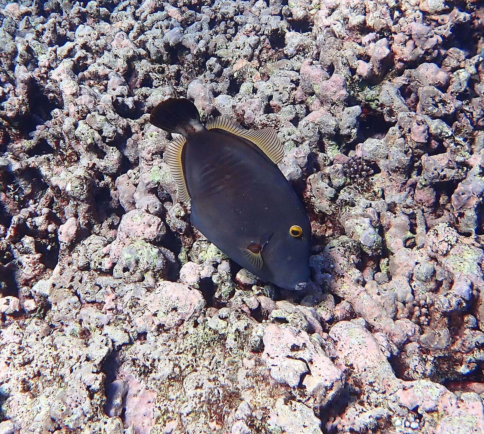 Image of Barred Filefish