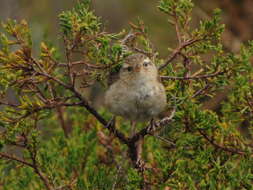 Image of Grass Wren