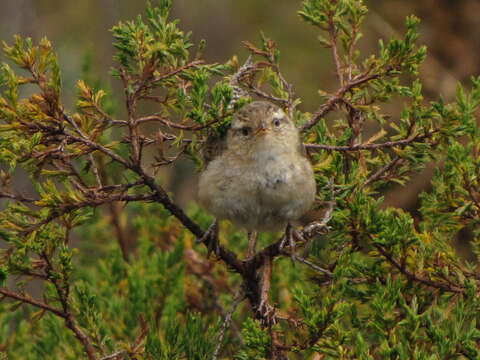 Image of Grass Wren