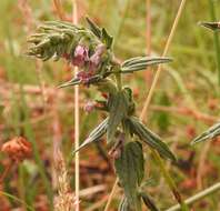 Image of red bartsia