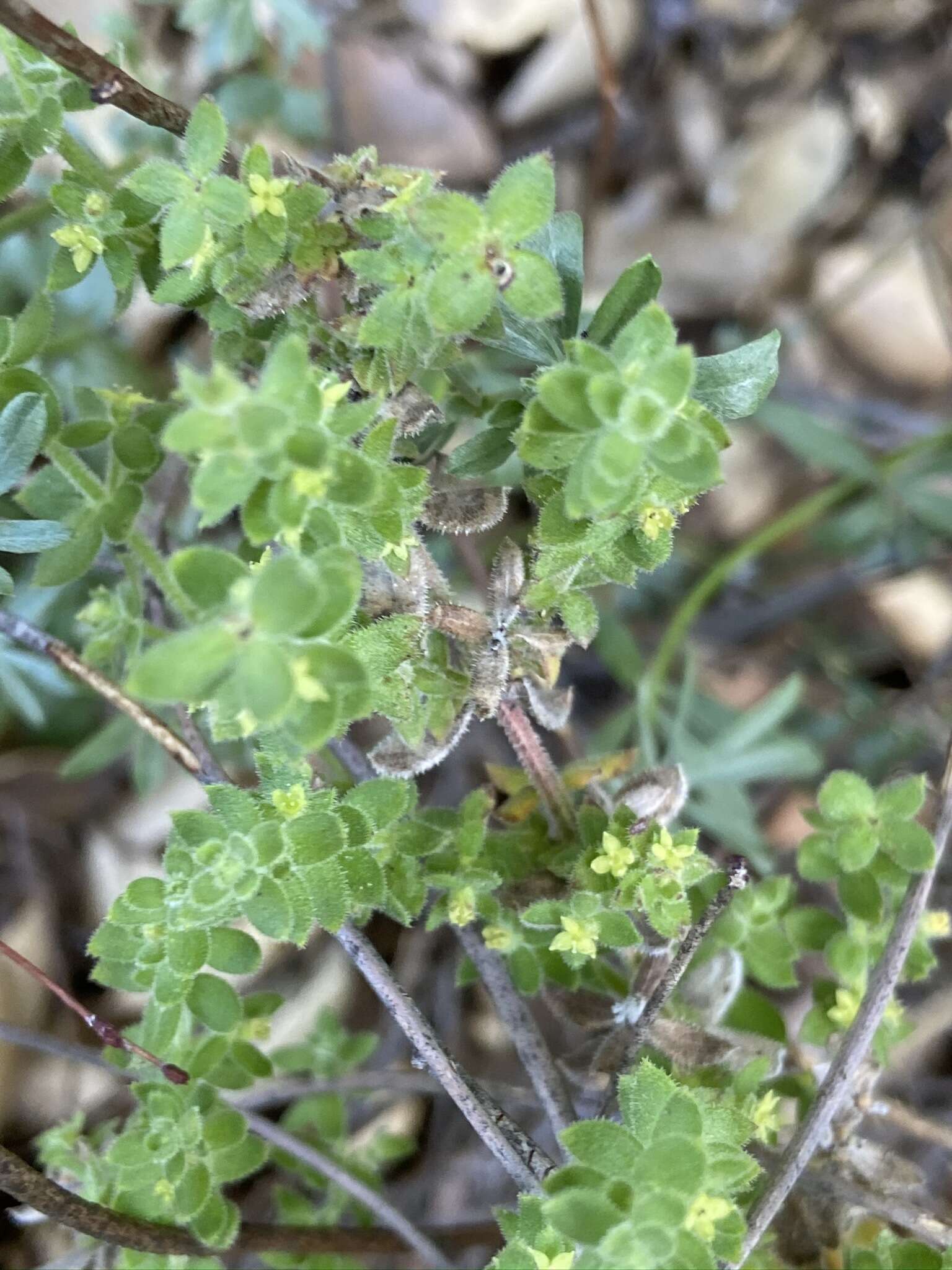 Image of Galium martirense Dempster & Stebbins