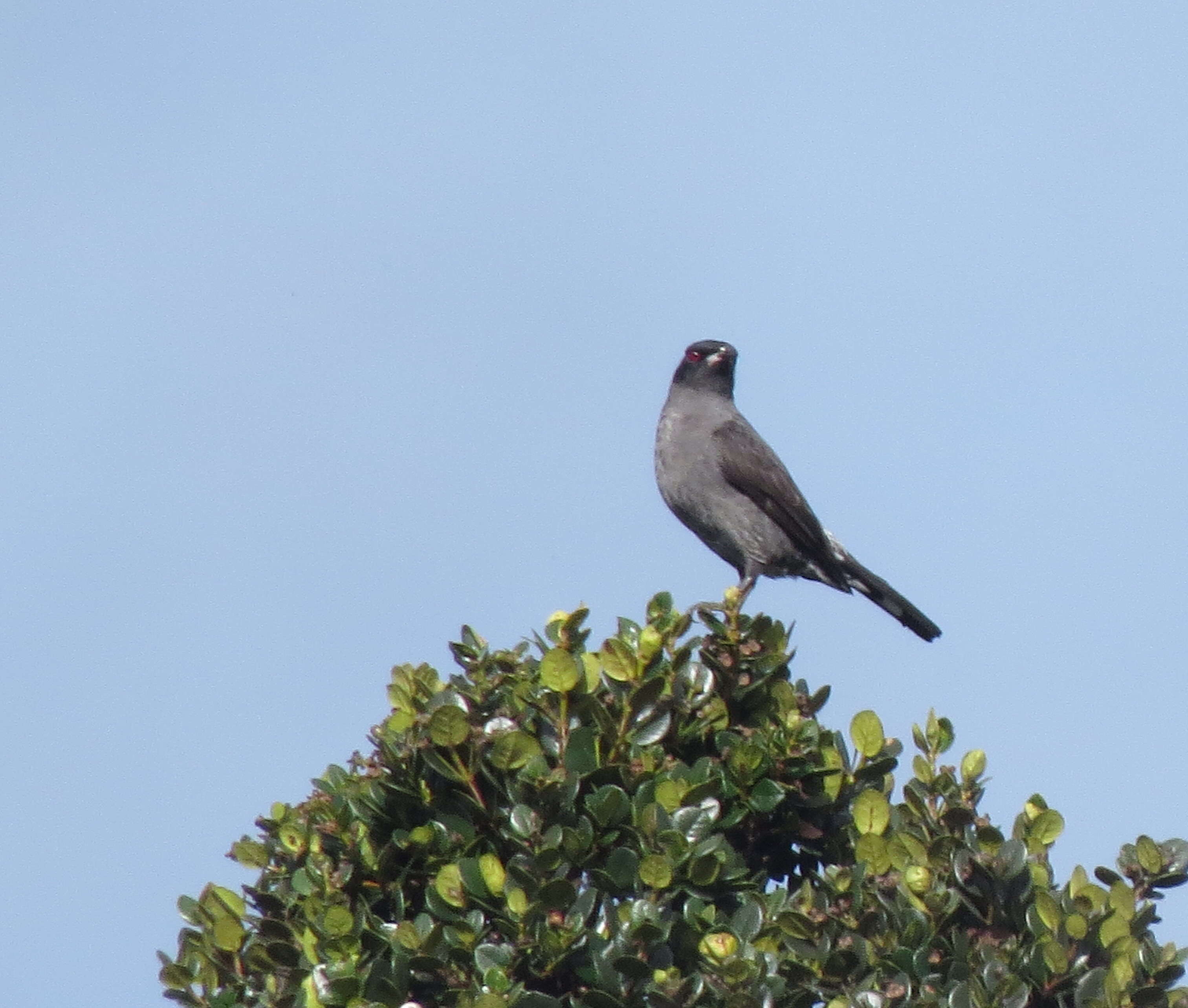 Image of Crested Cotingas