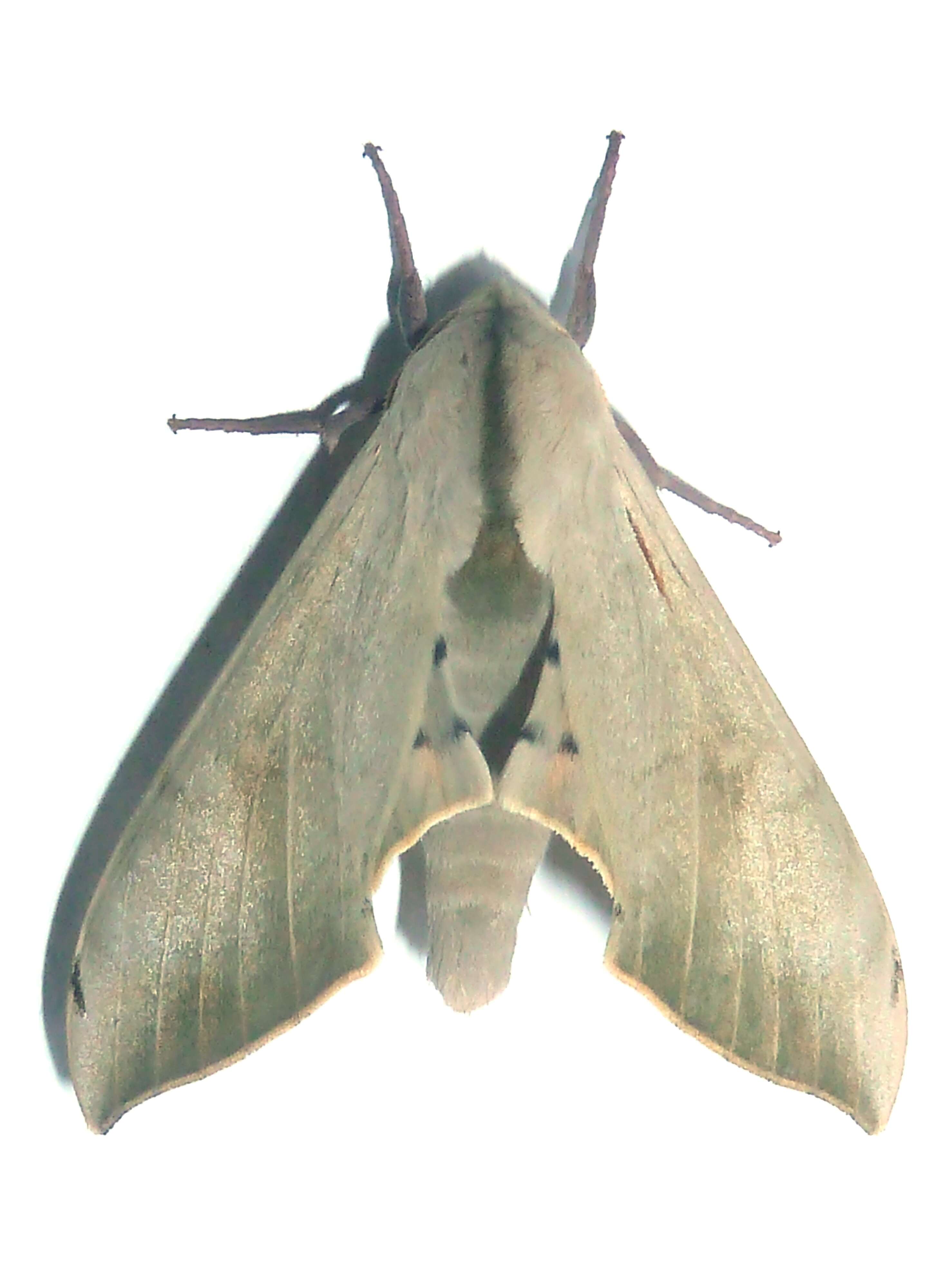 Image of Pseudoclanis postica (Walker 1856)