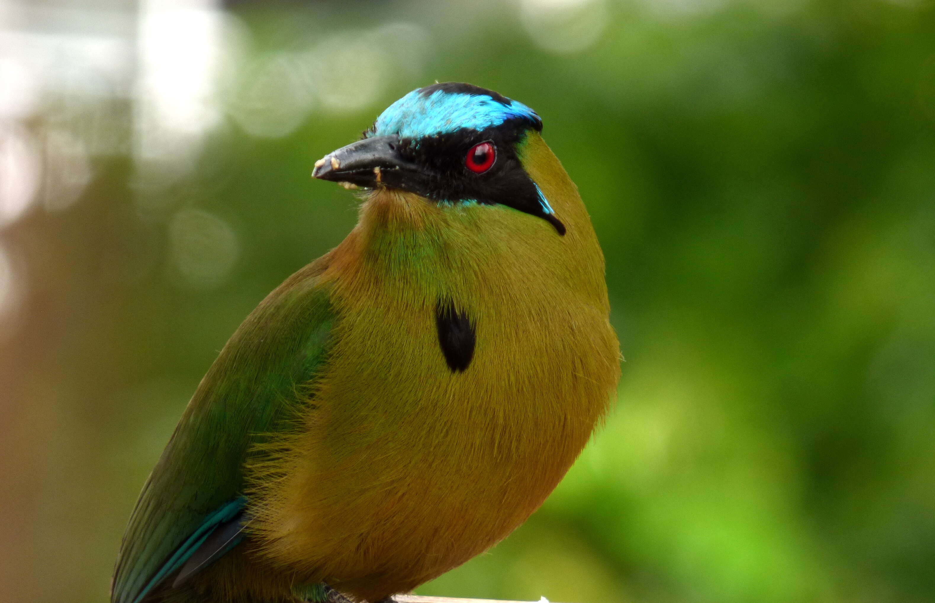 Image of Andean Motmot