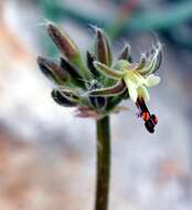 Image of Pelargonium githagineum E. M. Marais