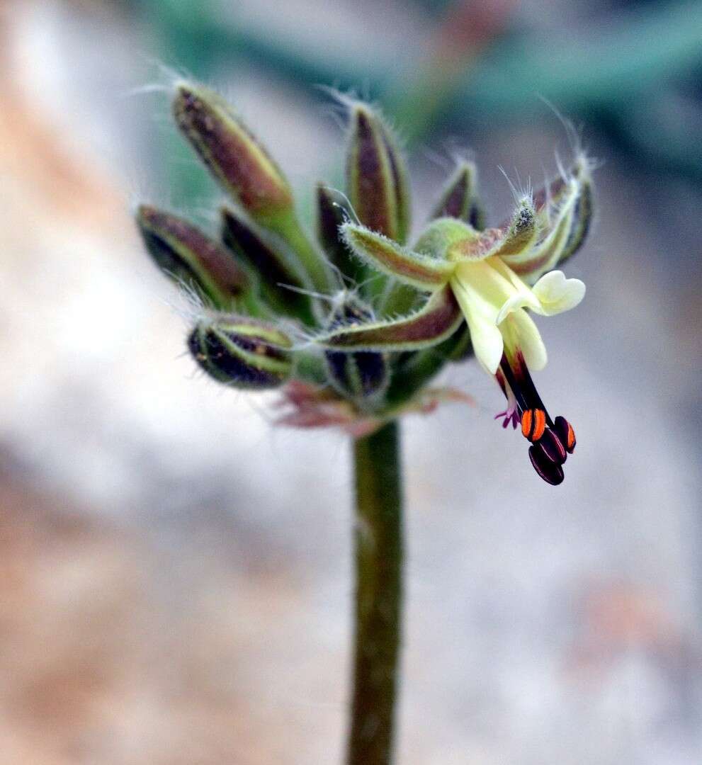 Image of Pelargonium githagineum E. M. Marais