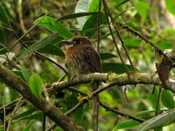 Image of Moustached Puffbird