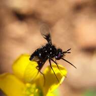 Imagem de Bombylella delicata (Wiedemann 1830)