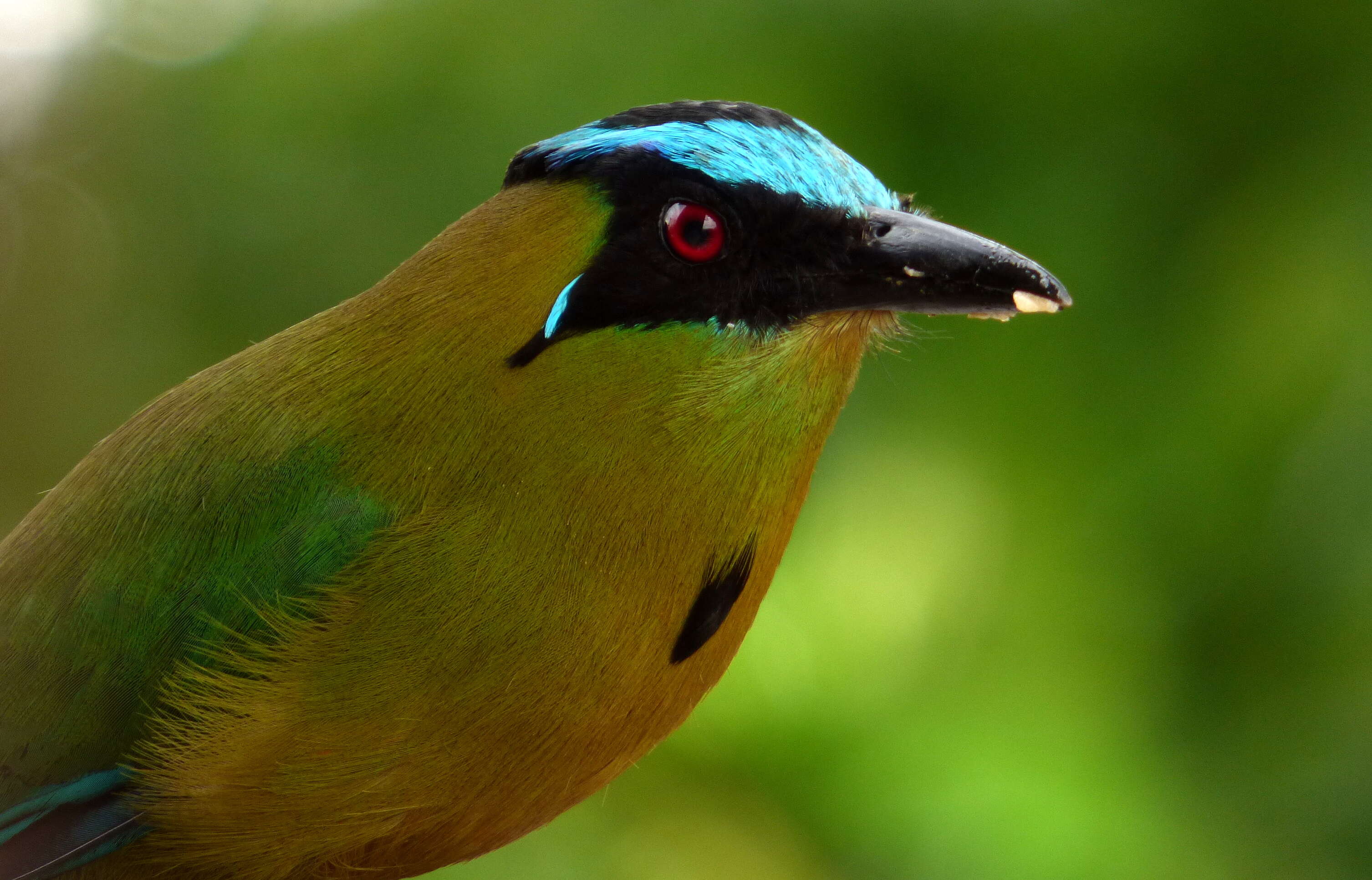 Image of Andean Motmot