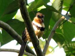 Image of Moustached Puffbird