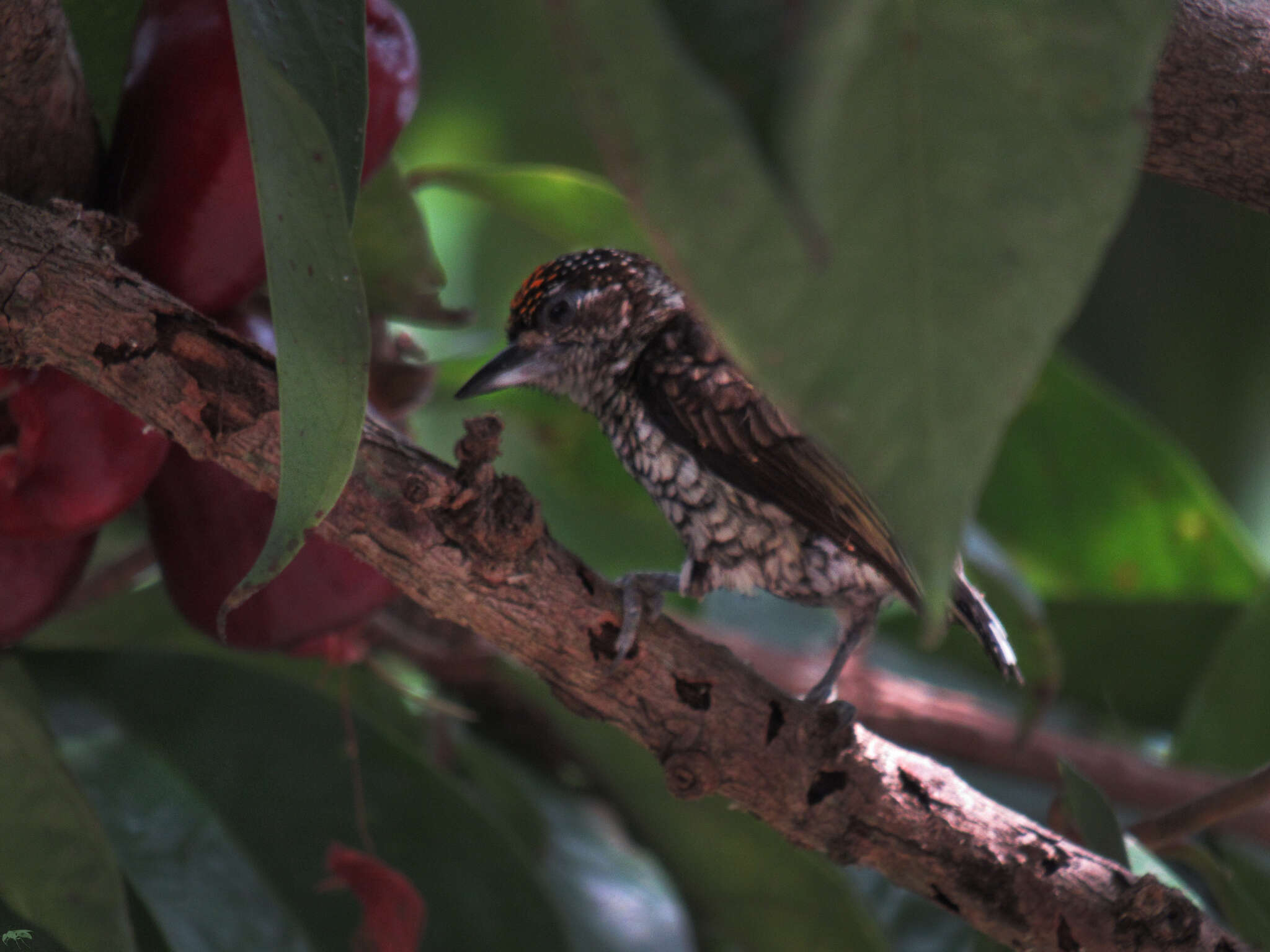 Image of Scaled Piculet