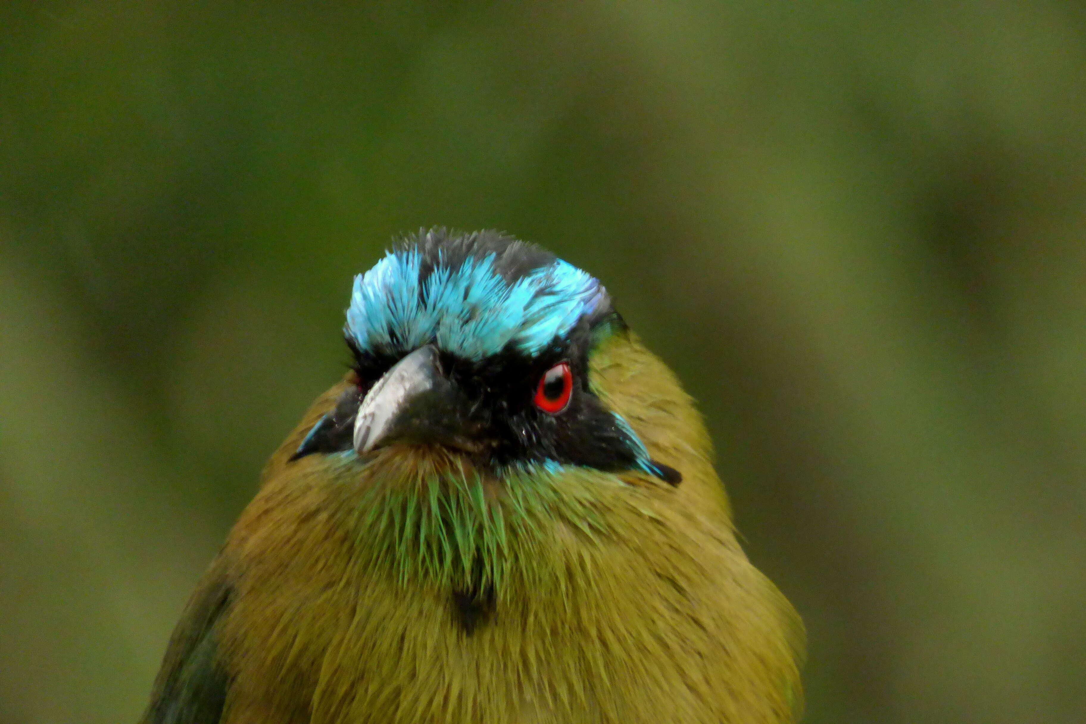 Image of Andean Motmot