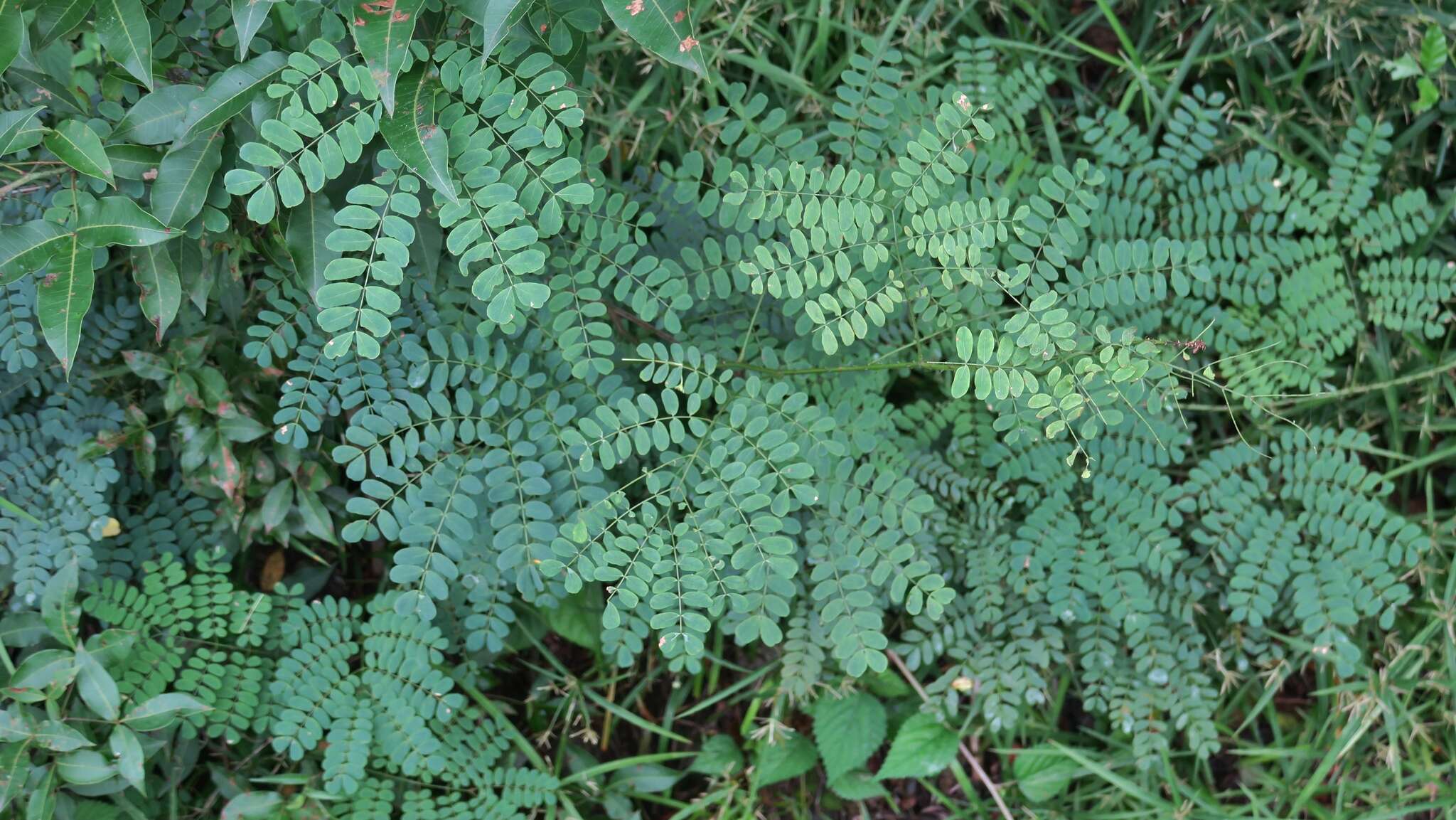 Image of Adenopodia spicata (E. Mey.) C. Presl